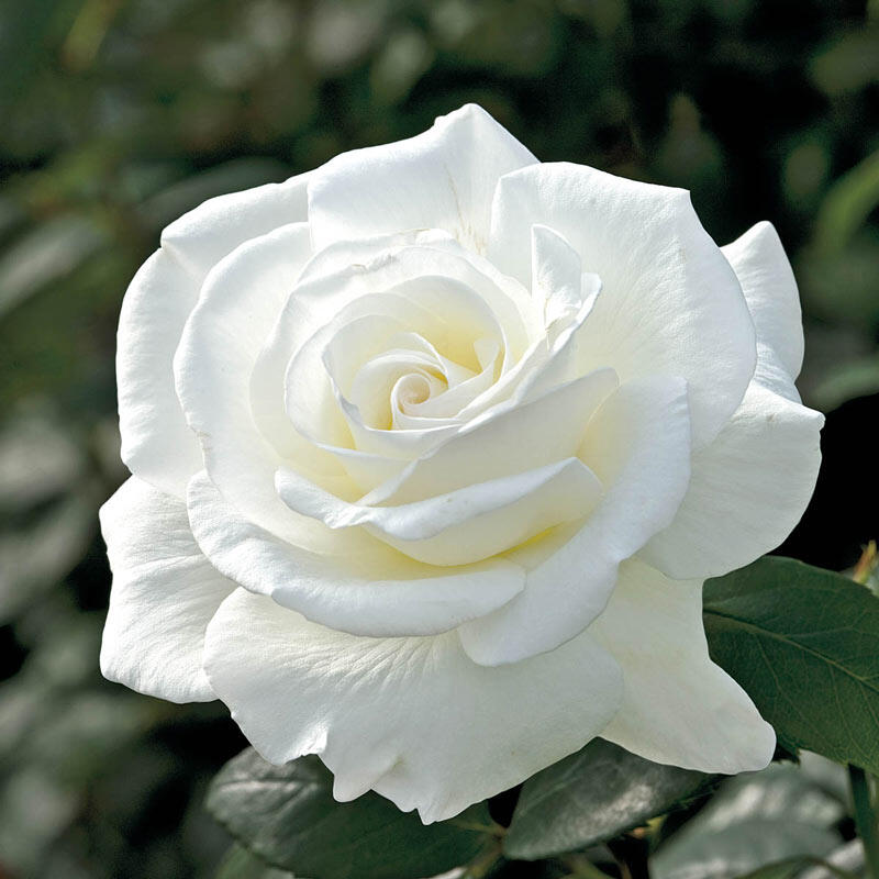 White Rose Plant with Pot - Online Plants Nursery | Plants Online